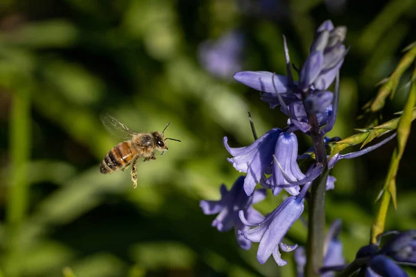 Пчела Сидит Цветке Растения — стоковое фото