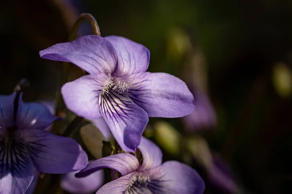 Eine Selektive Fokusaufnahme Exotischer Lila Blumen Die Einem Wald Eingefangen — Stockfoto