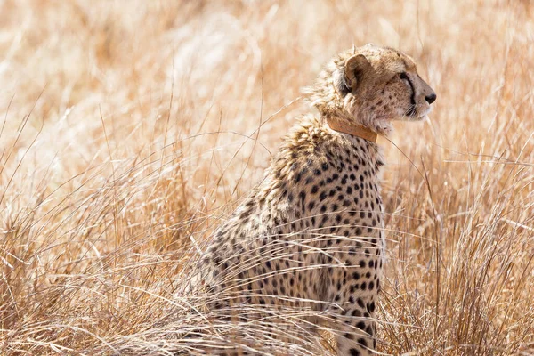 Mírné Zaměření Leoparda Rezervaci Zvěře — Stock fotografie