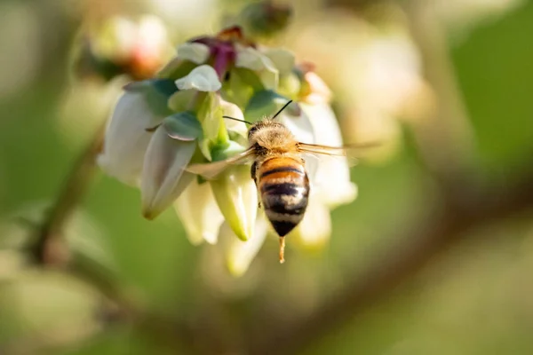 Een Closeup Van Een Hommel Bloemen Onder Het Zonlicht Met — Stockfoto