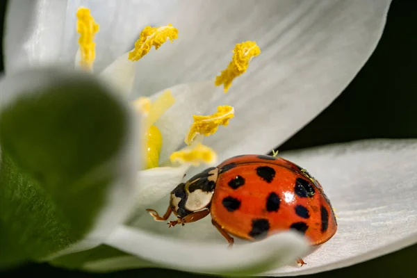 Tiro Close Pequeno Besouro Joaninha Bonito Uma Flor Branca — Fotografia de Stock