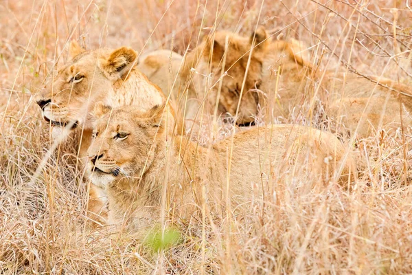 Enfoque Selectivo León Una Leona Con Cachorro — Foto de Stock