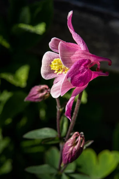 Крупним Планом Рожева Квітка Акваріума Розмитому Фоні — стокове фото