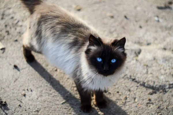 Eine Hochwinkelaufnahme Einer Niedlichen Siamesischen Katze Die Freien Steht Und — Stockfoto