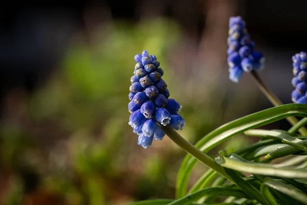 Eine Selektive Fokusaufnahme Exotischer Blauer Blumen Einem Garten — Stockfoto