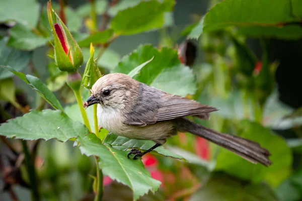 Eine Nahaufnahme Eines Niedlichen Vogels Der Auf Einem Ast Sitzt — Stockfoto