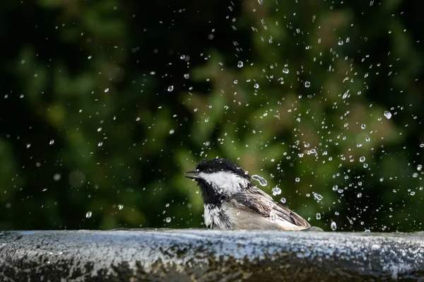 Beautiful Shot Cute Little Black Capped Chickadee Bathing — Stock Photo, Image