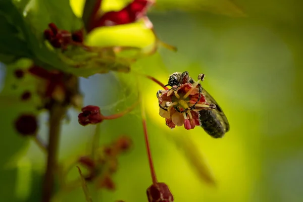 Bahçedeki Küçük Kırmızı Bir Çiçeğin Üzerinde Oturan Bir Arının Seçici — Stok fotoğraf