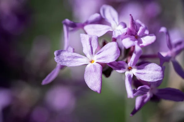 Zbliżenie Ujęcie Kwitnącego Liliowego Kwiatu — Zdjęcie stockowe