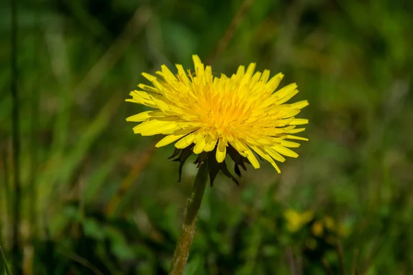 Zbliżenie Ujęcie Żółtego Mniszka Lekarskiego Kwiatu — Zdjęcie stockowe