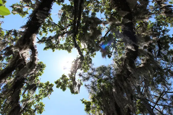 Ağaçların Alçak Açılı Görüntüsü Güneş Işığında Mavi Gökyüzüne Doğru Dallanır — Stok fotoğraf
