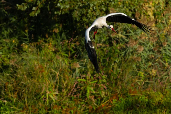 Una Cigüeña Blanca Volando Sobre Río — Foto de Stock