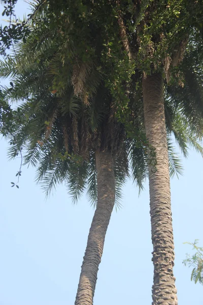 Tiro Ângulo Baixo Uma Palmeira Sob Céu Claro — Fotografia de Stock