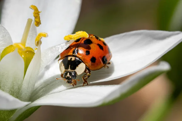 Closeup Shot Ladybug White Flower — Stock Photo, Image