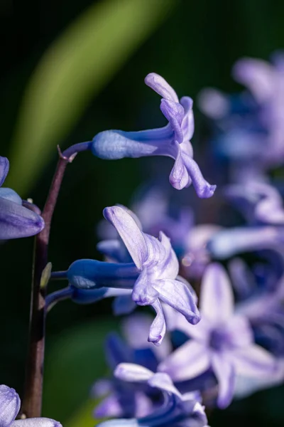 Eine Nahaufnahme Blühender Lila Phlox Blüten Auf Verschwommenem Hintergrund Frühling — Stockfoto