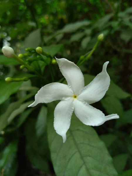 Plano Vertical Una Hermosa Flor Blanca Jazmín Tabernaemontana Sobre Fondo — Foto de Stock