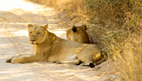 Primer Plano Dos Leones Hembra Acostados Arenas Una Reserva Jugadores —  Fotos de Stock