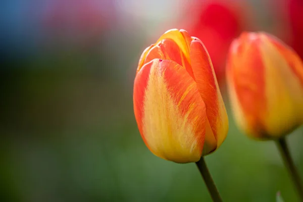Detailní Záběr Tulipánu Zahradě Pod Slunečním Světlem Rozmazaným Backgrem — Stock fotografie