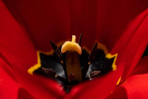 Μια Μακρο Φωτογραφία Ενός Κόκκινου Λουλουδιού Τουλίπας — Φωτογραφία Αρχείου