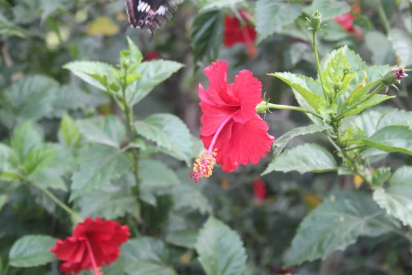 Plan Rapproché Une Fleur Rose Hibiscus Sur Fond Flou — Photo