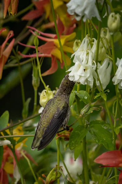 Een Verticaal Schot Van Een Bijeneter Vliegend Door Kleurrijke Bloemen — Stockfoto