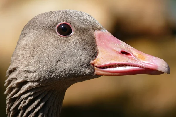 Uma Foto Perfil Uma Cabeça Ganso Cinza Fundo Embaçado — Fotografia de Stock