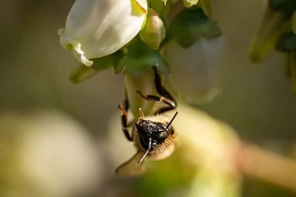 Makro Snímek Včely Květu Rozmazaném Pozadí — Stock fotografie