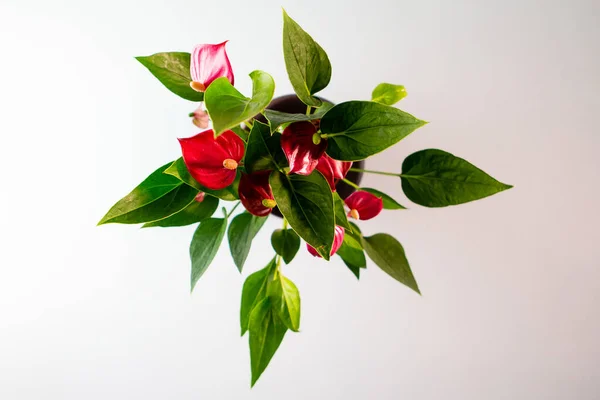 Ένα Πλάνο Υψηλής Γωνίας Από Κόκκινα Λουλούδια Φλαμίνγκο Ανθούριο Ανδρεάνουμ — Φωτογραφία Αρχείου