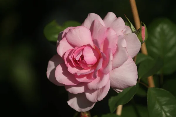 Primer Plano Rosas Rosadas Florecientes Verde — Foto de Stock