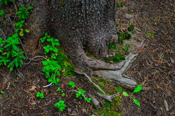 Yeşil Yapraklı Ağaç Köklerini Yakından Çek — Stok fotoğraf