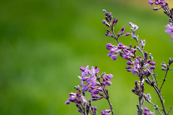 草场上紫色小花的精选焦点镜头 — 图库照片