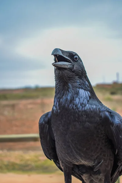 Oiseau Est Assis Sur Sol — Photo