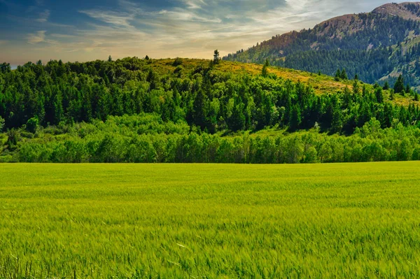 Ein Schöner Blick Auf Eine Grüne Wiese Der Nähe Von — Stockfoto