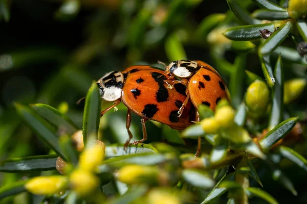 Close Shot Two Ladybugs Sexual Intercourse Evergreen Shrub — Stock Photo, Image