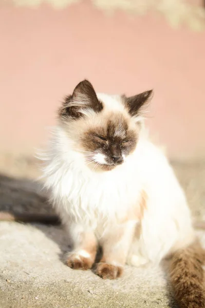 Retrato Close Gato Siamês Bonito Sob Luz Sol — Fotografia de Stock