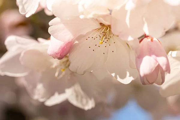 Closeup Cherry Blossom Garden Sunlight Blurry Background — Stock Photo, Image