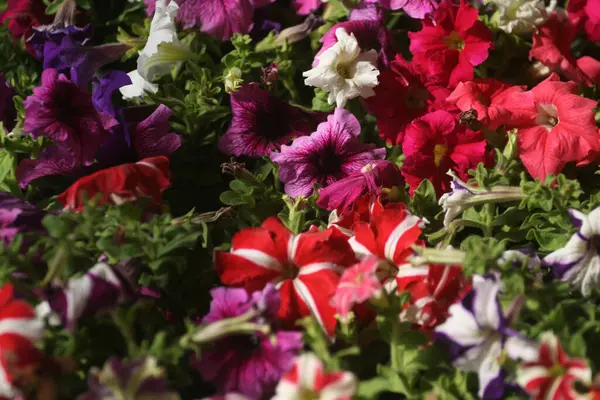 Een Close Shot Van Kleurrijke Bloemen Groeien Het Groen — Stockfoto