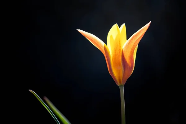 Una Hermosa Foto Una Flor Naranja Sobre Fondo Negro — Foto de Stock