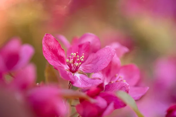 Closeup Shot Dark Pink Apple Tree Flowers — Stock Photo, Image