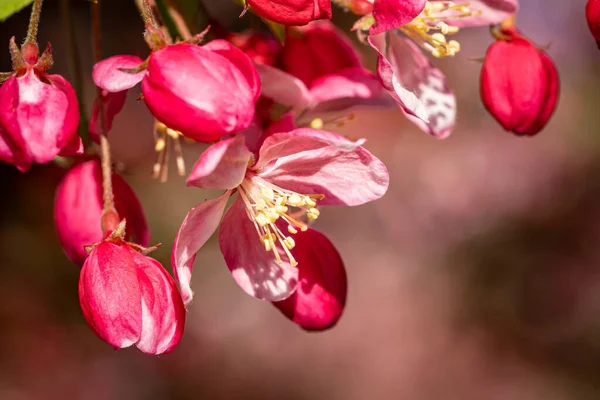 Closeup Plum Blossom Garden Sunlight Blurry Background — Stock Photo, Image