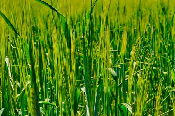 太陽の光で緑の草のクローズアップショット — ストック写真