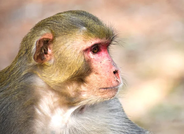 Ένα Πορτραίτο Μιας Νεαρής Μαϊμούς Που Κάθεται Έξω Ένα Θολό — Φωτογραφία Αρχείου