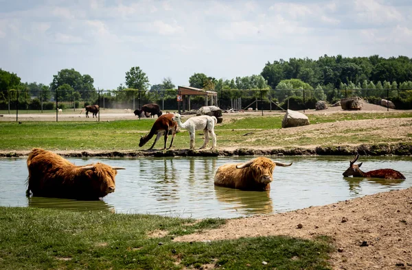 Grupo Animais Safári Pastando Perto Uma Lagoa Ohio — Fotografia de Stock