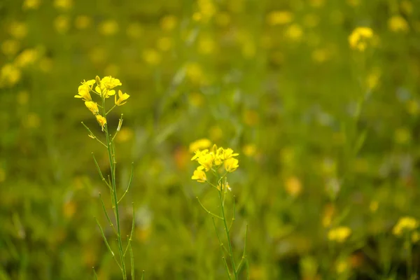 Makro Záběr Žlutých Květin Rozmazaném Pozadí — Stock fotografie