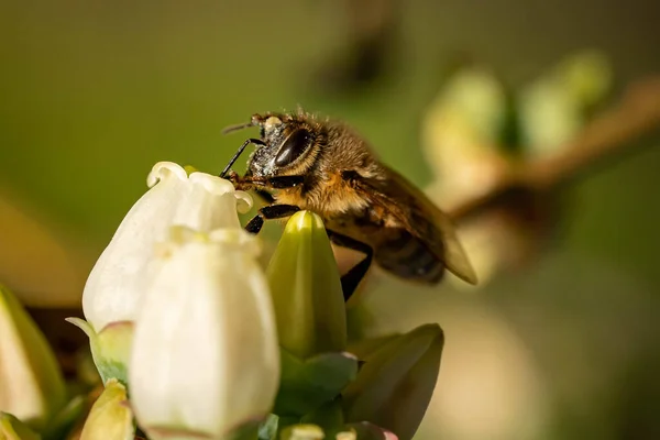 一只蜜蜂坐在小白花上的宏观照片 — 图库照片