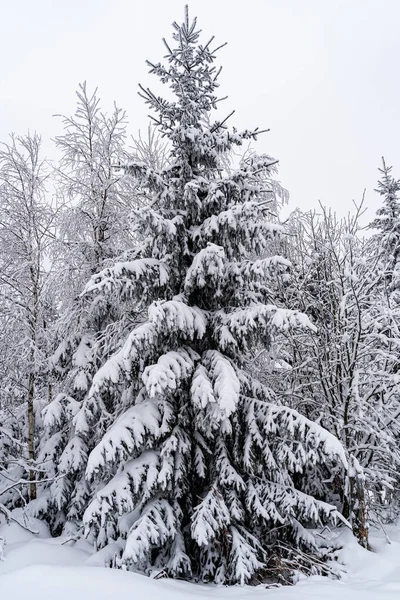 Tiro Vertical Árvores Cobertas Neve Floresta Negra Alemanha — Fotografia de Stock