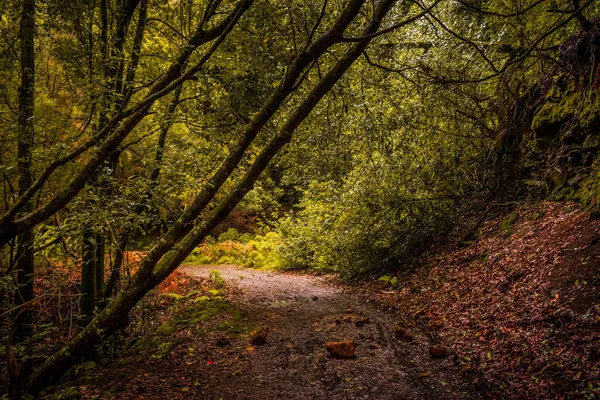 Una Splendida Vista Sentiero Circondato Alberi Una Foresta — Foto Stock