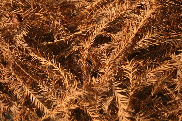 Zbliżenie Zdjęcia Rosnącej Popularności Cypress Świetle Dziennym — Zdjęcie stockowe