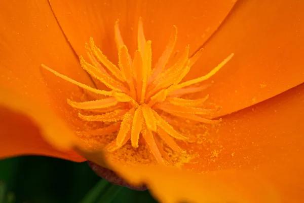 오렌지색 꽃잎이 이국적 꽃가루의 — 스톡 사진