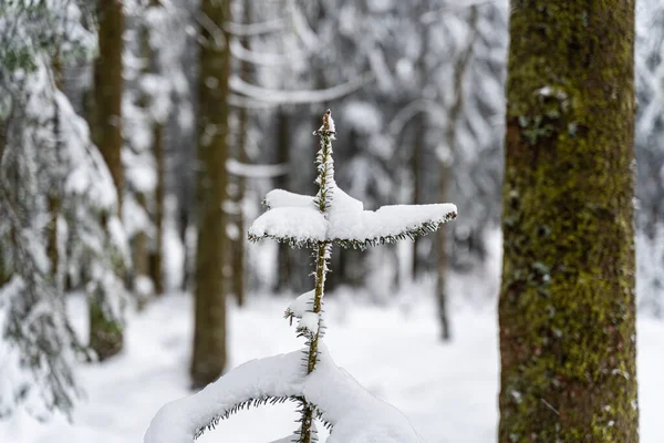 Zbliżenie Małego Świerka Pokrytego Śniegiem Czarnym Lesie Niemczech — Zdjęcie stockowe